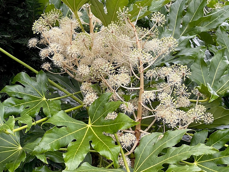 Fatsia japonica - © Charles Hipkin