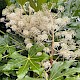 Fatsia japonica