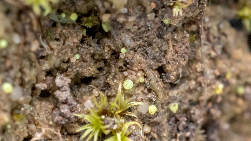 Thelocarpon lichenicola - © Barry Stewart