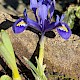 Iris spuria