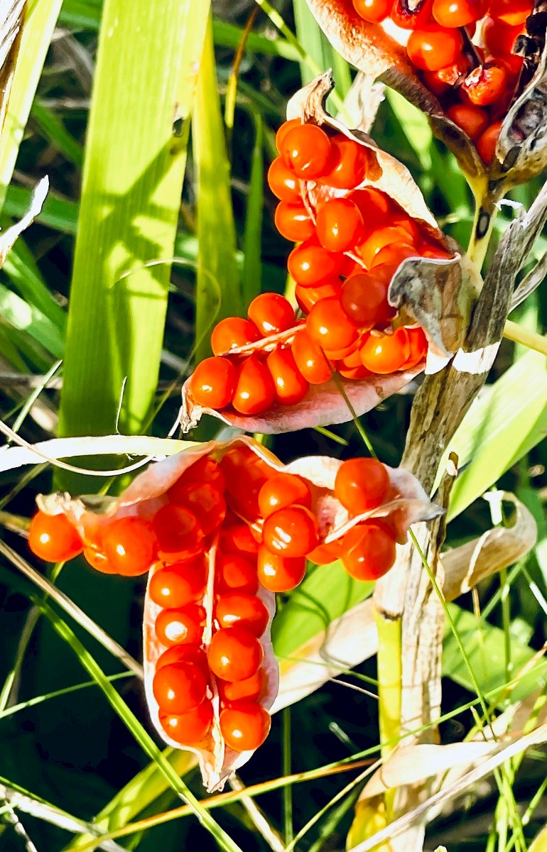 Iris foetidissima - © Charles Hipkin