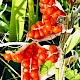 Iris foetidissima