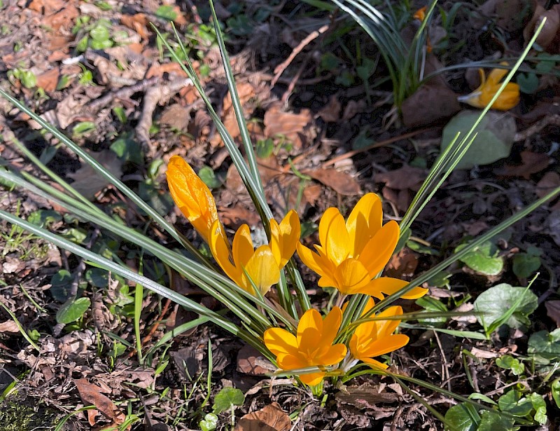 Crocus flavus - © Charles Hipkin