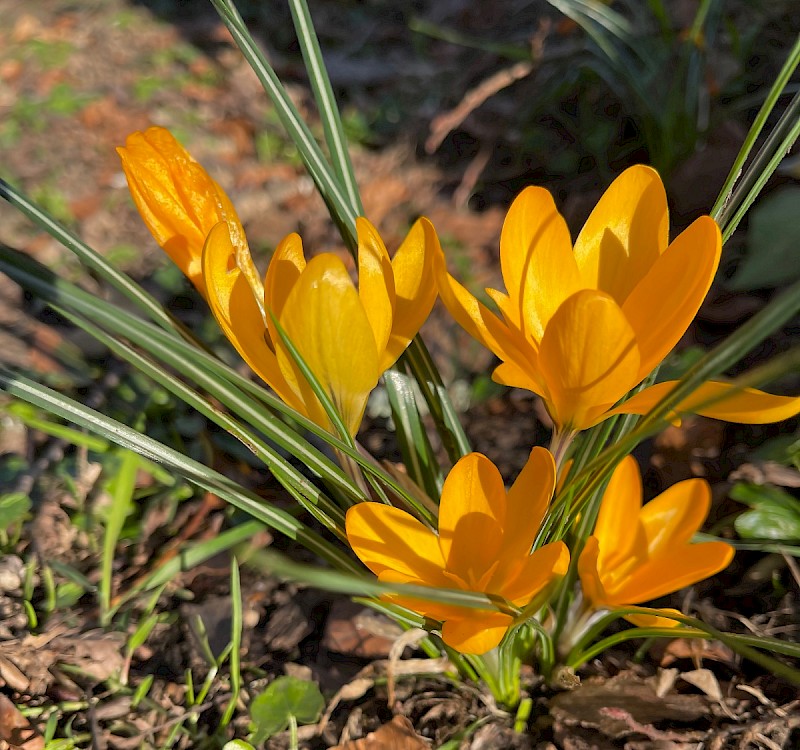 Crocus flavus - © Charles Hipkin