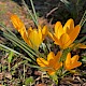 Crocus flavus