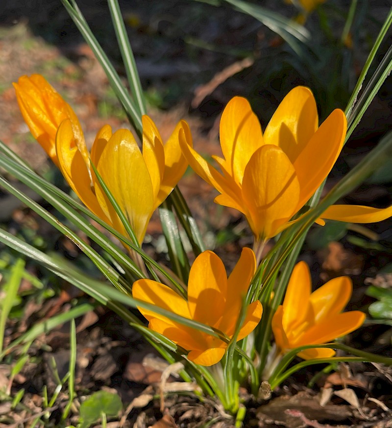 Crocus x luteus - © Charles Hipkin