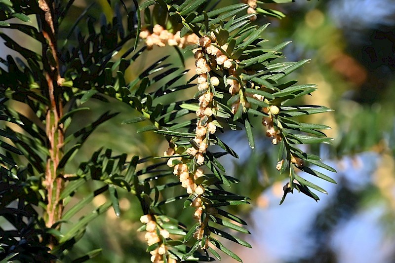 Taxus baccata - © Charles Hipkin