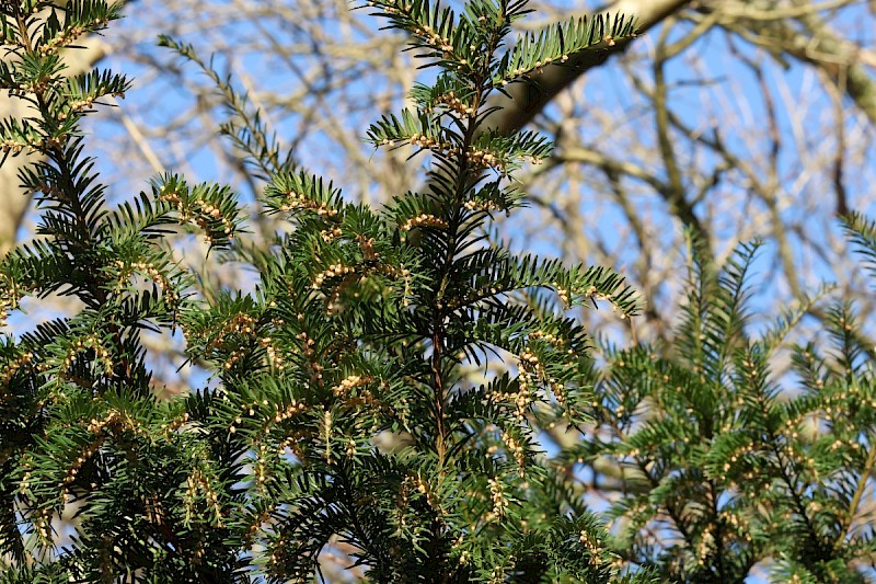 Taxus baccata - © Charles Hipkin