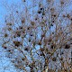 Betula pendula