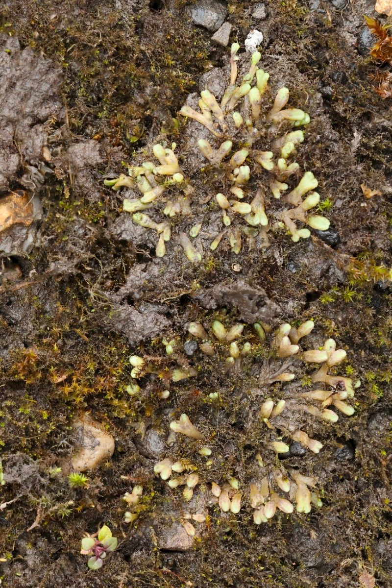 Riccia glauca - © Charles Hipkin