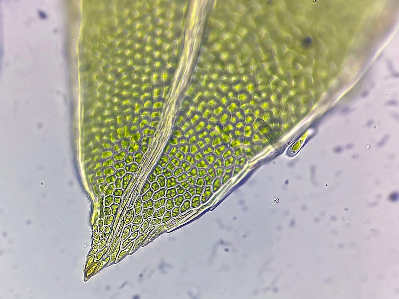 Fissidens viridulus - © Charles Hipkin