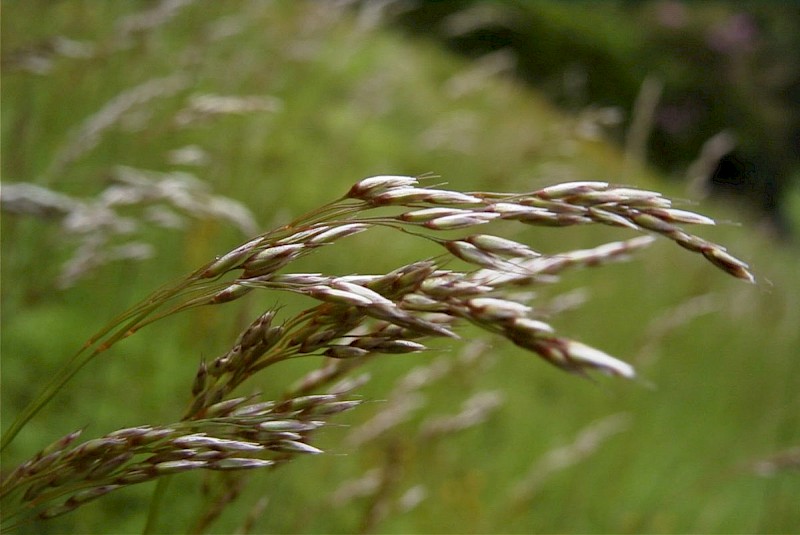 Deschampsia flexuosa - © Barry Stewart