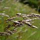 Deschampsia flexuosa