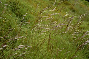 Deschampsia flexuosa Wavy Hair-grass