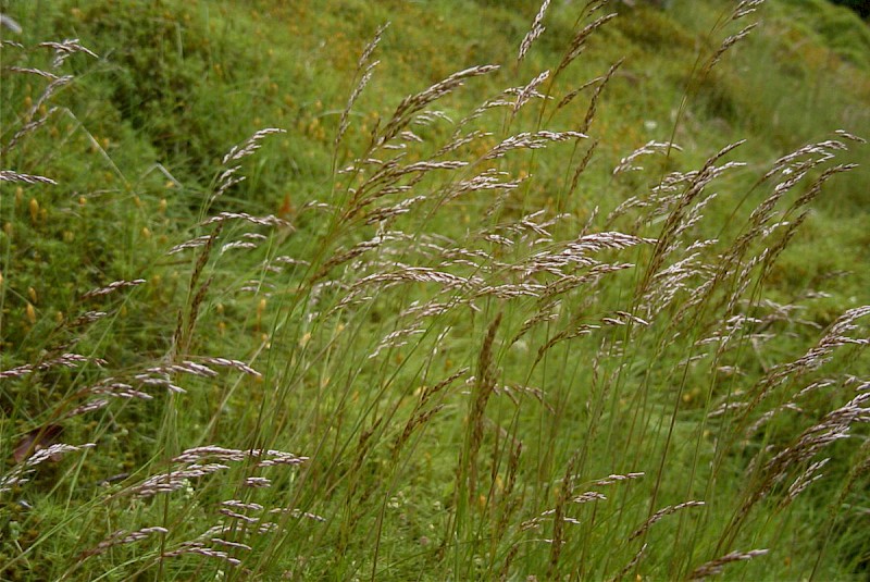 Deschampsia flexuosa - © Barry Stewart