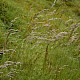 Deschampsia flexuosa