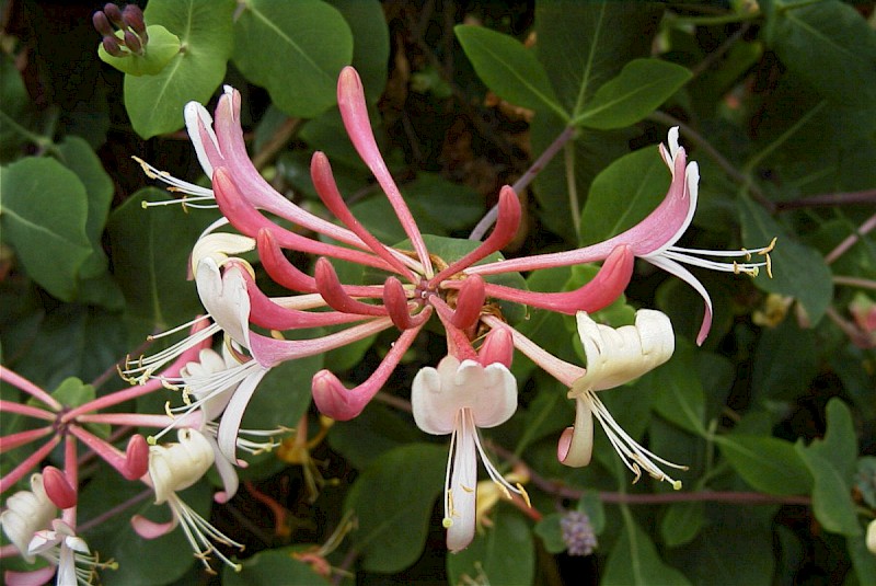 Lonicera periclymenum - © Barry Stewart