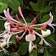 Lonicera periclymenum