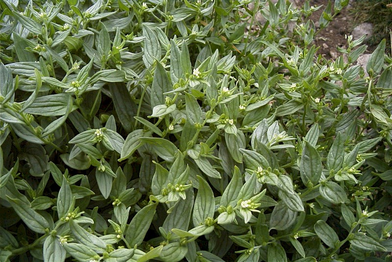 Lithospermum officinale - © Barry Stewart