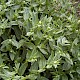 Lithospermum officinale