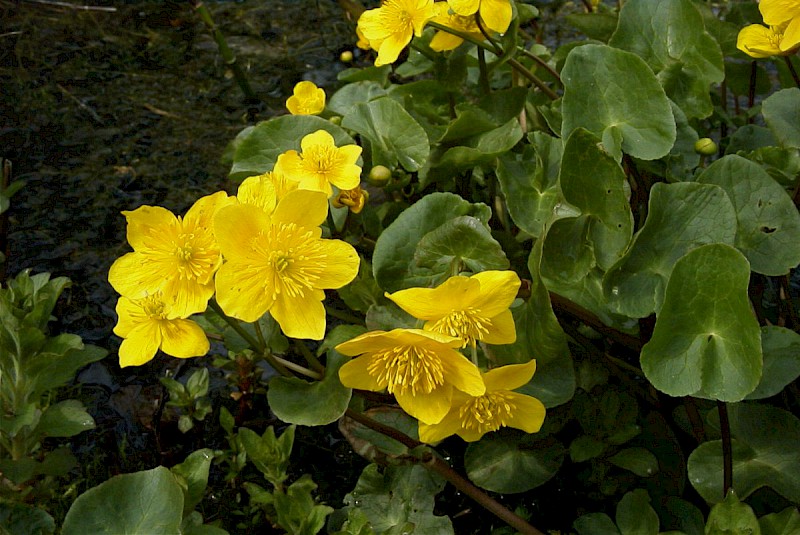 Caltha palustris - © Barry Stewart