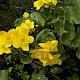 Caltha palustris