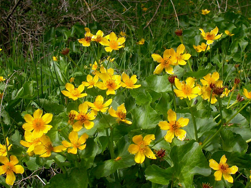 Caltha palustris - © Barry Stewart