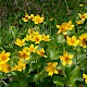 Caltha palustris