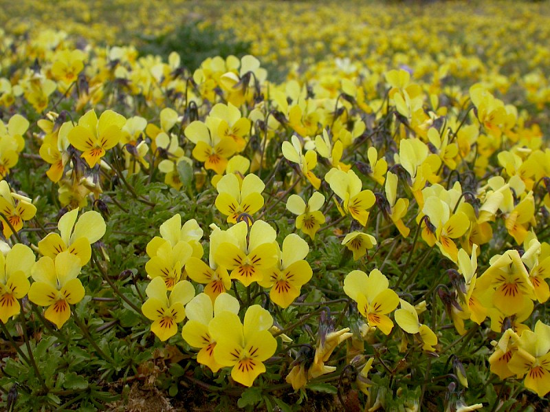 Viola tricolor - © Barry Stewart