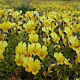 Viola tricolor