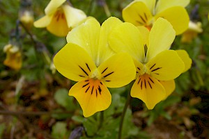 Viola tricolor Wild Pansy