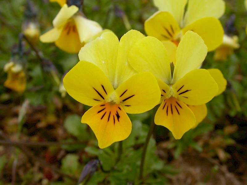 Viola tricolor - © Barry Stewart