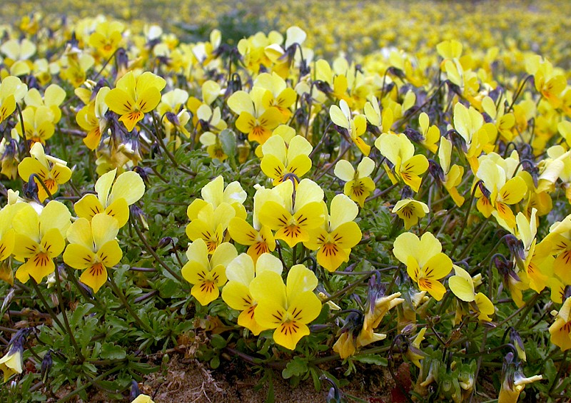 Viola tricolor - © Barry Stewart