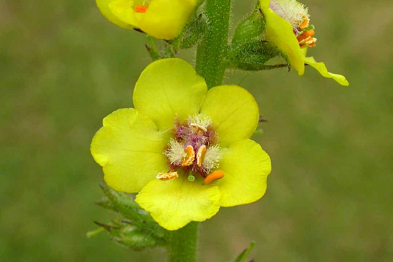 Verbascum virgatum - © Barry Stewart