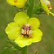 Verbascum virgatum