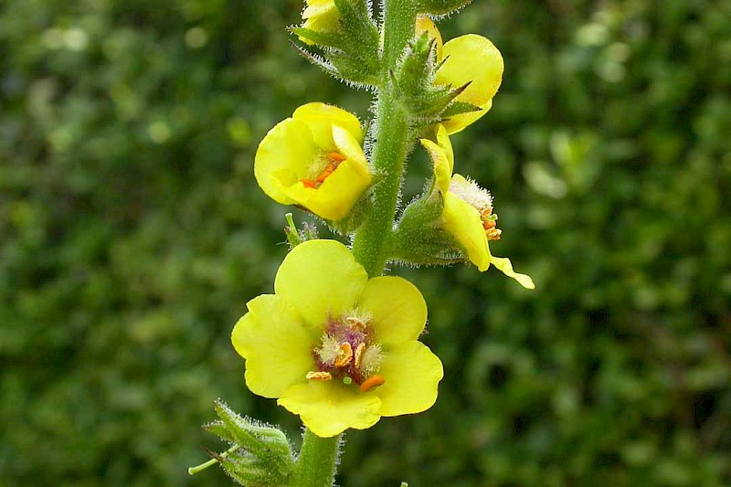 Verbascum virgatum - © Barry Stewart