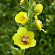 Verbascum virgatum