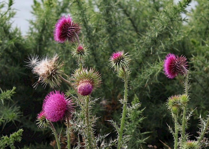 Carduus nutans - © Barry Stewart