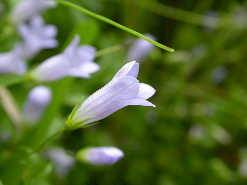 Wahlenbergia hederacea - © Barry Stewart