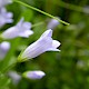 Wahlenbergia hederacea