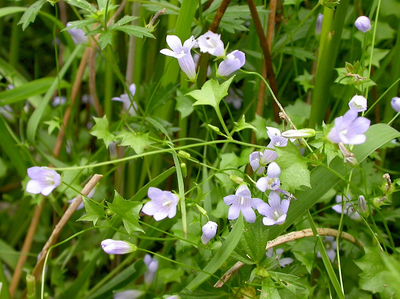 Wahlenbergia hederacea - © Barry Stewart