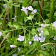 Wahlenbergia hederacea