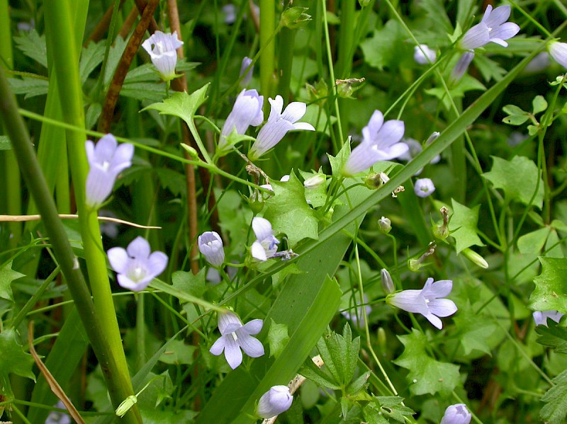 Wahlenbergia hederacea - © Barry Stewart