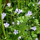 Wahlenbergia hederacea