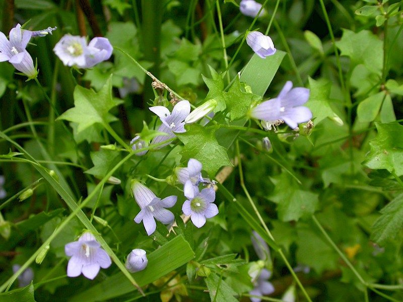 Wahlenbergia hederacea - © Barry Stewart