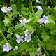 Wahlenbergia hederacea