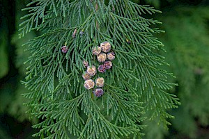 Chamaecyparis lawsoniana Lawson's Cypress